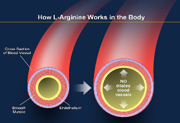 how l-arginine works in vydox