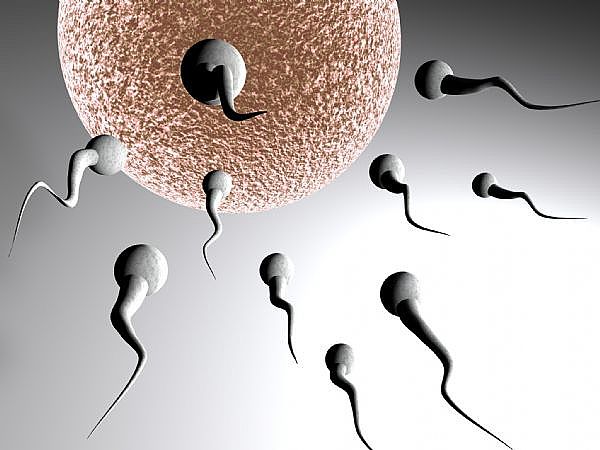 increase sperm volume