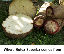 Butea Superba Gel Review