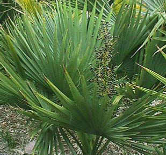 saw palmetto ingredient in ogoplex