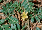 tribulus terrestris